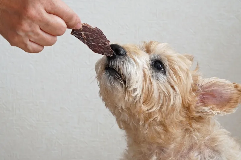 【ペットフードのサブスク】ヒューマングレードのおやつが毎月届く！ジビエペットフードの定期便《2種類》